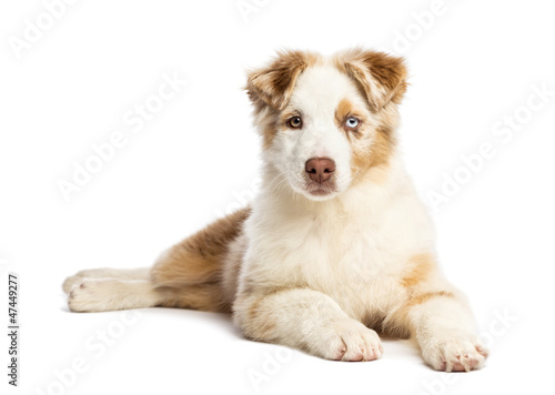 Photo: Australian Shepherd puppy, 3.5 months old Australian Shepherd puppy, 3.5 months old