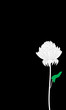 chrysanthemum black