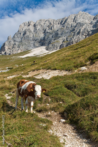 Photo: Mucca al pascolo, Altopiano Montasio, Friuli Mucca al pascolo, Altopiano Montasio, Friuli