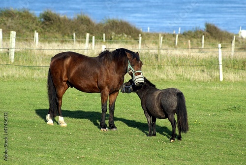Photo: horses in farm horses in farm