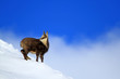 Photo: chamois chamois