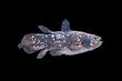 Living fossil fish, Coelacanth.