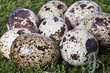 Wachteleier im Nest