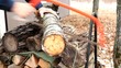 using a bowsaw to cut firewood