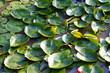 Water lilies