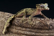 Cork-bark gecko / Uroplatus pietschmanni