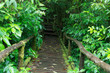 Classic wooden bridge in rain forest - Doi intanon, Chiang Mai P
