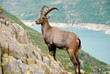 Wilder Gamsbock in alpiner Bergkulisse