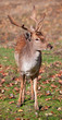 Photo: Fallow Deer Closeup Fallow Deer Closeup