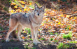 Photo: Coyote Looking at the Camera Coyote Looking at the Camera