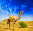 Desert landscape. Sand, camel and blue sky with clouds. Travel a