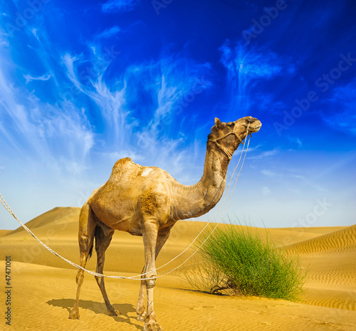 Photo: Desert landscape. Sand, camel and blue sky with clouds. Travel a Desert landscape. Sand, camel and blue sky with clouds. Travel a