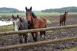 Photo: Young horses enduring their first November in Sweden Young horses enduring their first November in Sweden