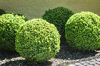 bushes