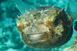 Photo: Yellow spotted burrfish. (Cyclithys spilostylus) Yellow spotted burrfish. (Cyclithys spilostylus)