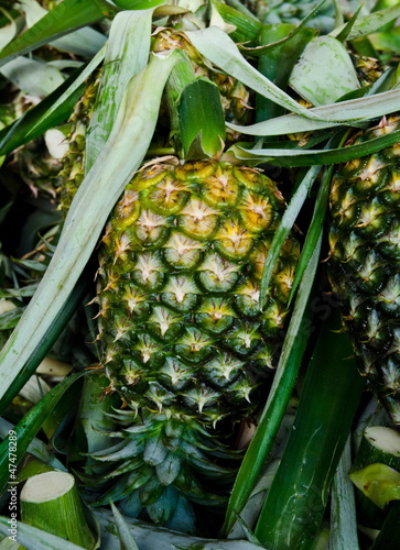 Photo: Pineapple fruit. Pineapple fruit.