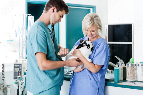 Photo: Vet Measuring Rabbit's Pulse Vet Measuring Rabbit's Pulse