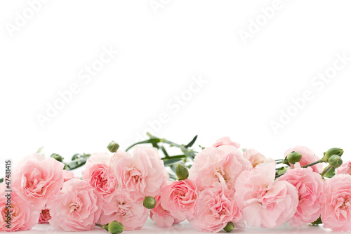 Photo: carnation flowers carnation flowers
