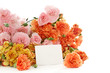 carnation flowers