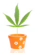 Marijuana