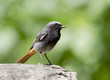Male Black Redstart.