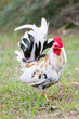 White Bantam