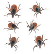 Tick collection isolated on white background