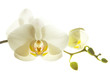 Orchid