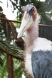 TIERE_0268_Marabu