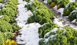 Closeup of curly kale with snow