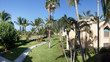 Coconut palms and vacation condominiums