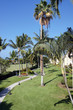 Coconut palms and vacation condominiums