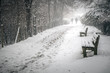 Photo: Winter Path Winter Path