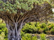 Dragon Tree(Drago Milenario), Icod de los Vinos, Tenerife