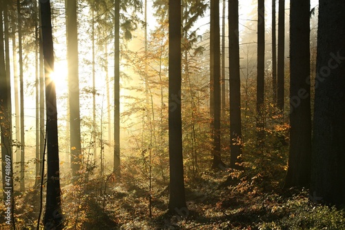 Photo: Autumn coniferous forest on a foggy morning Autumn coniferous forest on a foggy morning
