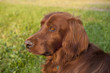 Irish Setter