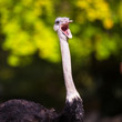 Ostrich (Struthio camelus)