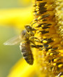 Abeille sur tournesol