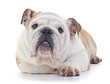 english bulldog dog laying, eye contact