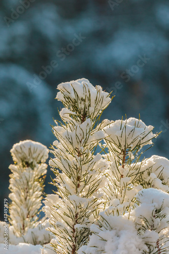 Photo: Small fir branches covered with snow Small fir branches covered with snow