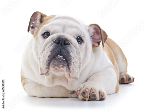 Photo: english bulldog dog laying, eye contact english bulldog dog laying, eye contact