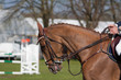 Concours hippique