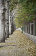 Autumn Walk in the city