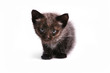 Photo: The small kitten The small kitten
