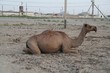 Camel