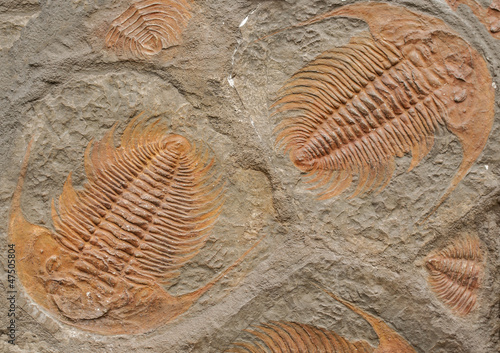Photo: Fossils Fossils