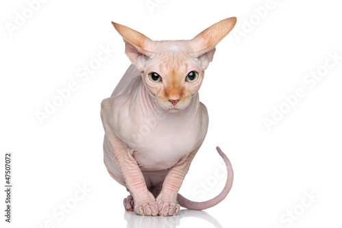 Photo: Sphynx cat on white background Sphynx cat on white background