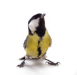 Various great tit