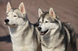 Siberian huskies