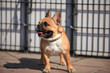 Small French bulldog